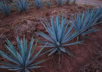 UNAM busca secuenciar el genoma del Agave Azul para que sobreviva al cambio climático